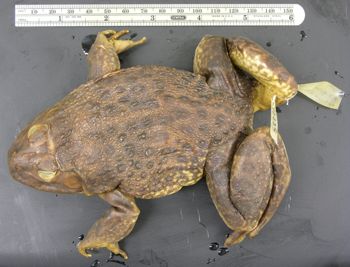 Media type: image; Herpetology A-10337